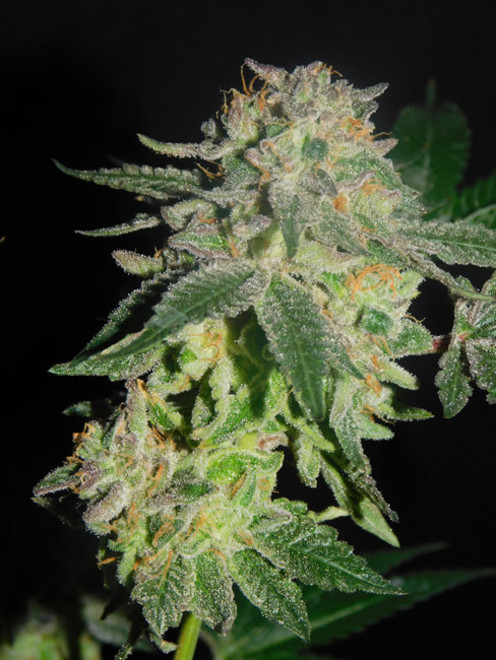 Gelato (Zamnesia Seeds) Feminisoidut Gelato (Zamnesia Seeds) Feminisoidut