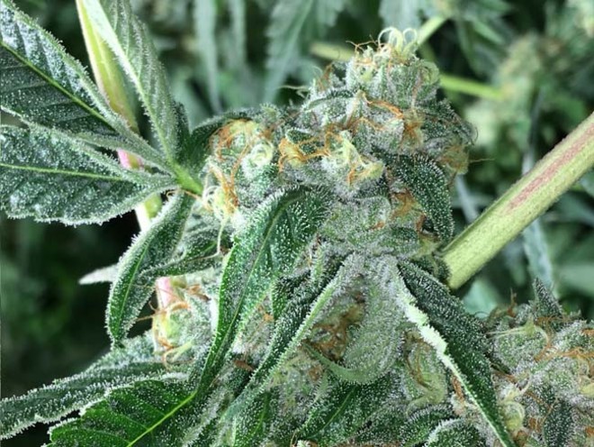 Wifi 43 x Do-Si-Dos (Philosopher Seeds x Zamnesia) Feminisoidut Wifi 43 x Do-Si-Dos (Philosopher Seeds x Zamnesia) Feminisoidut