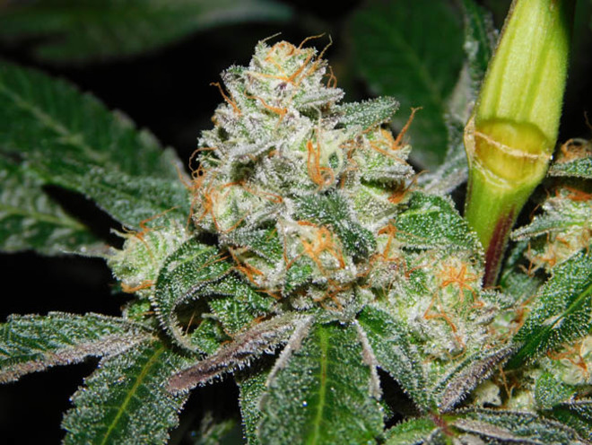 Wifi 43 x Do-Si-Dos (Philosopher Seeds x Zamnesia) Feminisoidut Wifi 43 x Do-Si-Dos (Philosopher Seeds x Zamnesia) Feminisoidut