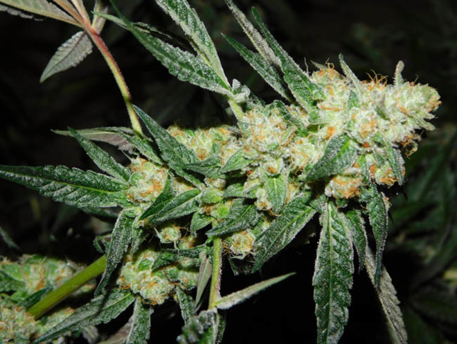 Wifi 43 x Do-Si-Dos (Philosopher Seeds x Zamnesia) Feminisoidut Wifi 43 x Do-Si-Dos (Philosopher Seeds x Zamnesia) Feminisoidut