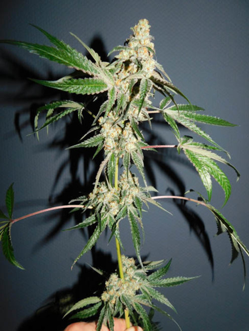 Wifi 43 x Do-Si-Dos (Philosopher Seeds x Zamnesia) Feminisoidut Wifi 43 x Do-Si-Dos (Philosopher Seeds x Zamnesia) Feminisoidut