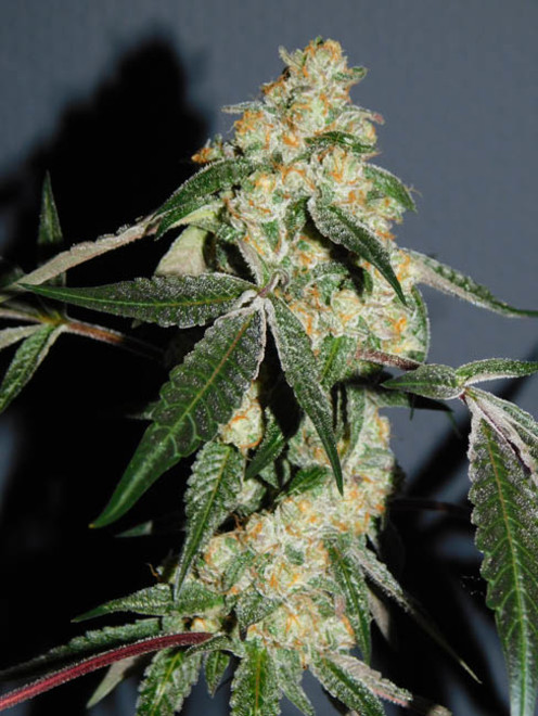 Wifi 43 x Do-Si-Dos (Philosopher Seeds x Zamnesia) Feminisoidut Wifi 43 x Do-Si-Dos (Philosopher Seeds x Zamnesia) Feminisoidut