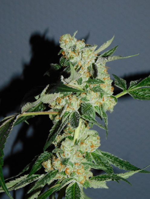 Wifi 43 x Do-Si-Dos (Philosopher Seeds x Zamnesia) Feminisoidut Wifi 43 x Do-Si-Dos (Philosopher Seeds x Zamnesia) Feminisoidut