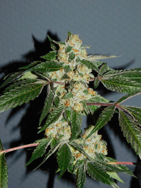 Wifi 43 x Do-Si-Dos (Philosopher Seeds x Zamnesia) Feminisoidut Wifi 43 x Do-Si-Dos (Philosopher Seeds x Zamnesia) Feminisoidut