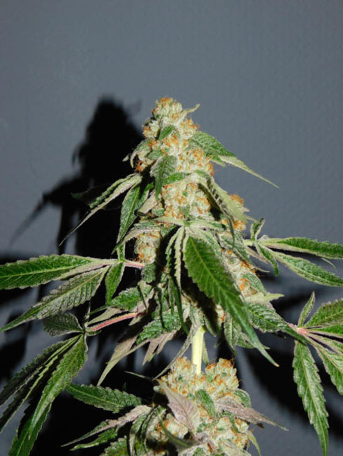 Wifi 43 x Do-Si-Dos (Philosopher Seeds x Zamnesia) Feminisoidut Wifi 43 x Do-Si-Dos (Philosopher Seeds x Zamnesia) Feminisoidut