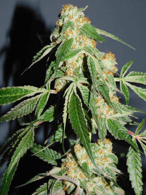 Wifi 43 x Do-Si-Dos (Philosopher Seeds x Zamnesia) Feminisoidut Wifi 43 x Do-Si-Dos (Philosopher Seeds x Zamnesia) Feminisoidut