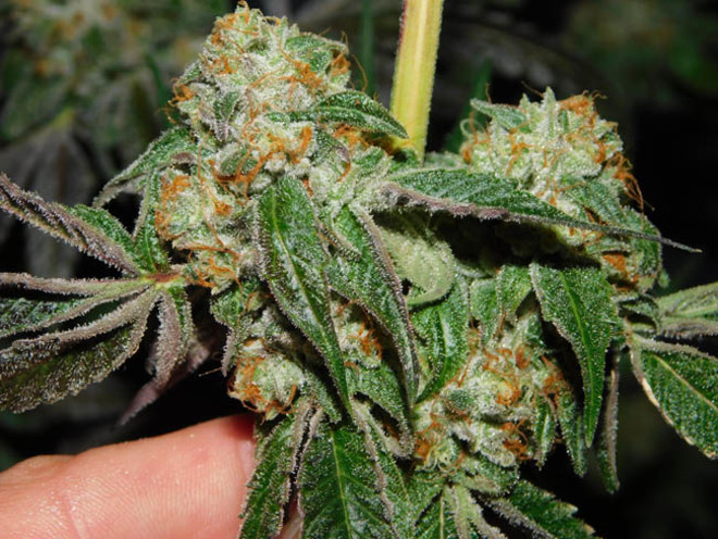 Wifi 43 x Do-Si-Dos (Philosopher Seeds x Zamnesia) Feminisoidut Wifi 43 x Do-Si-Dos (Philosopher Seeds x Zamnesia) Feminisoidut