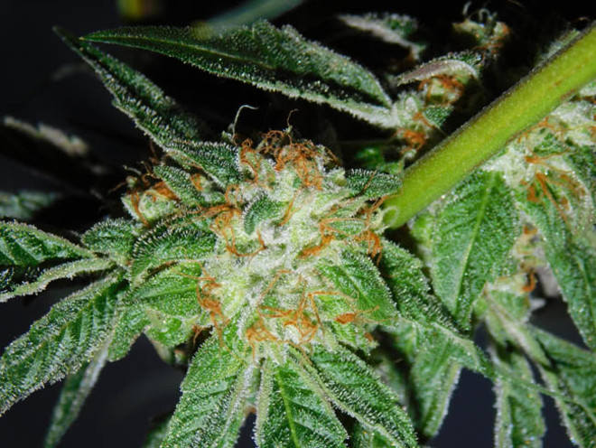 Wifi 43 x Do-Si-Dos (Philosopher Seeds x Zamnesia) Feminisoidut Wifi 43 x Do-Si-Dos (Philosopher Seeds x Zamnesia) Feminisoidut