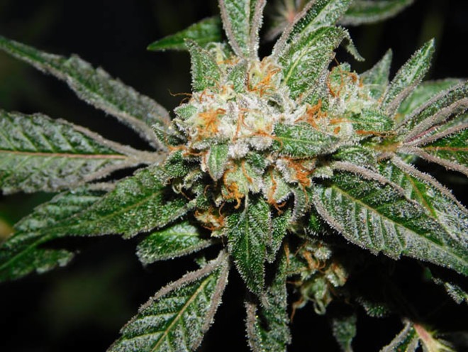 Wifi 43 x Do-Si-Dos (Philosopher Seeds x Zamnesia) Feminisoidut Wifi 43 x Do-Si-Dos (Philosopher Seeds x Zamnesia) Feminisoidut