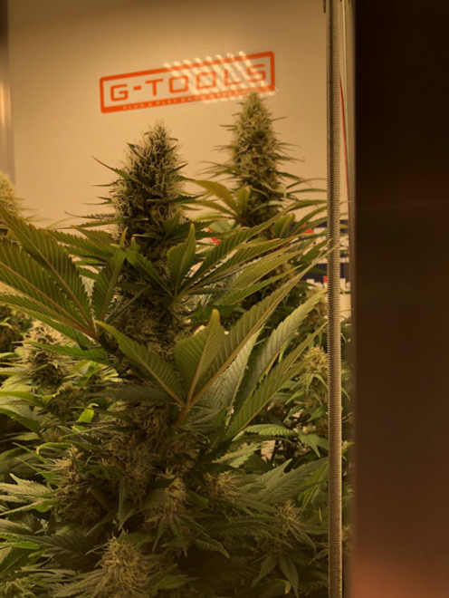 Purple Punch (Zamnesia Seeds) Feminisoidut