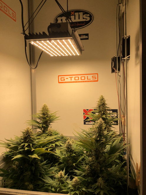 Purple Punch (Zamnesia Seeds) Feminisoidut