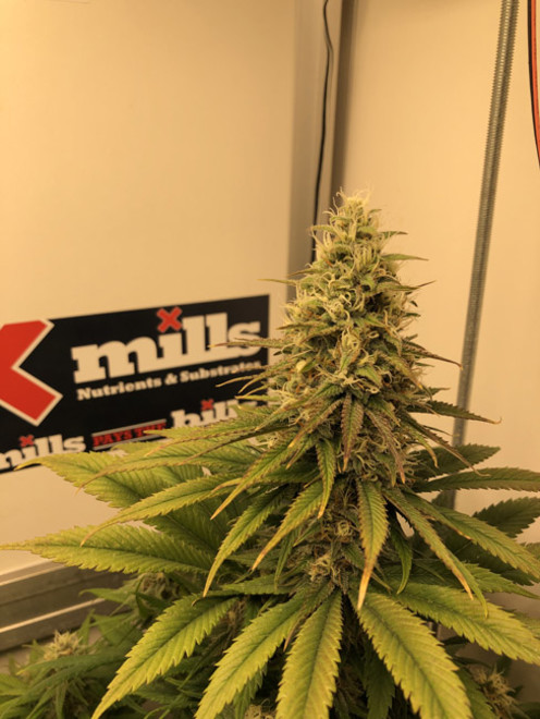 Purple Punch (Zamnesia Seeds) Feminisoidut