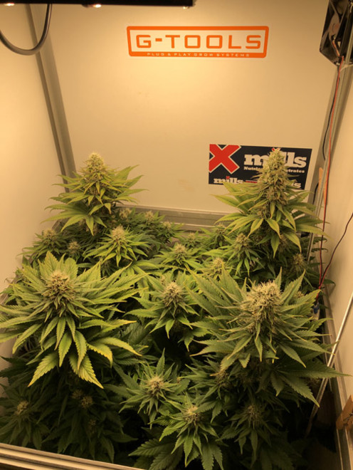Purple Punch (Zamnesia Seeds) Feminisoidut
