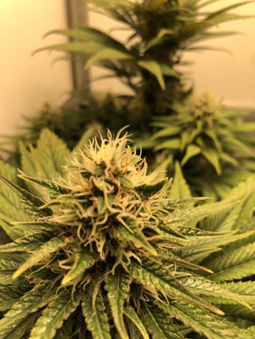Purple Punch (Zamnesia Seeds) Feminisoidut
