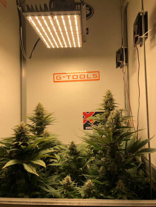 Purple Punch (Zamnesia Seeds) Feminisoidut