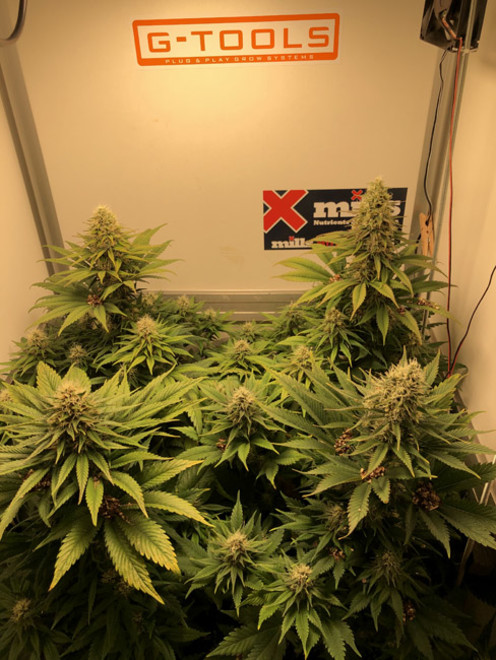 Purple Punch (Zamnesia Seeds) Feminisoidut