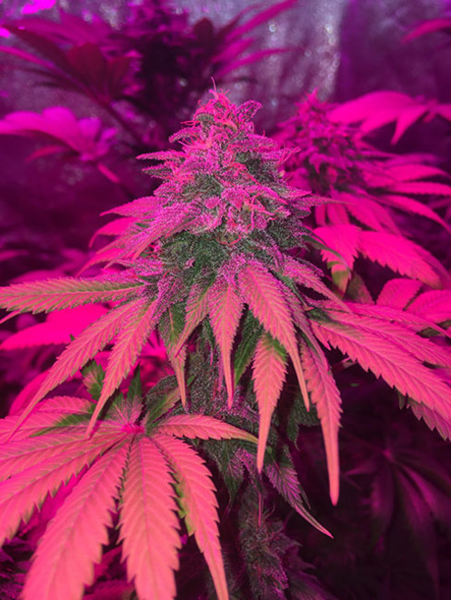 Purple Punch (Zamnesia Seeds) Feminisoidut
