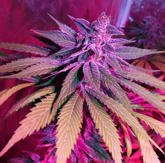 Purple Punch (Zamnesia Seeds) Feminisoidut