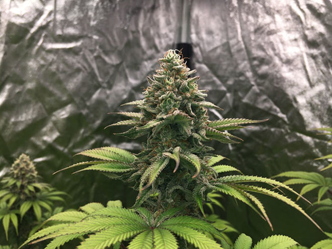 Runtz (Zamnesia Seeds) Feminisoidut Runtz (Zamnesia Seeds) Feminisoidut