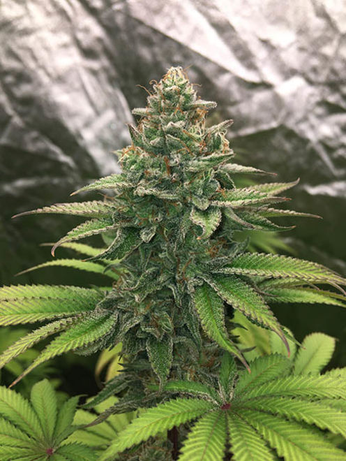 Runtz (Zamnesia Seeds) Feminisoidut Runtz (Zamnesia Seeds) Feminisoidut