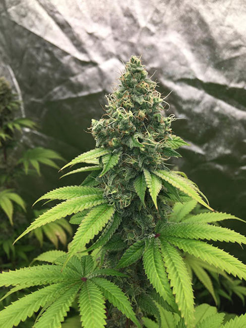 Runtz (Zamnesia Seeds) Feminisoidut Runtz (Zamnesia Seeds) Feminisoidut